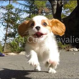Cavalier King Charles Spaniel Puppies from West Coast Cavaliers