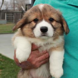 Jade - Green Collar Female - Red female Pembroke Welsh Corgi puppy in Victoria, Texas from Clear Creek Corgis