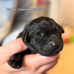 Bandit - Black male Labrador Retriever puppy in Owosso, Michigan from Bennington Retrievers