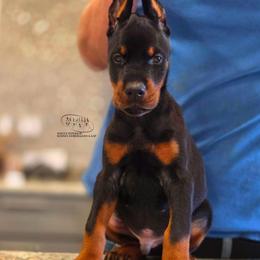 Lakota - Black and rust male Doberman Pinscher puppy in China Township, Michigan from Snell's Superior Kennel Dobermann & GSP