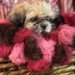 Poppy - Black gold and white female Shih Tzu puppy in Taylorsville, North Carolina from Feather & Tail Acres