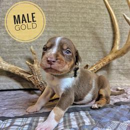 Gold Aka Veddy - Red male Catahoula Leopard Dog puppy in Huntsville, Arkansas from ArkieHoulas