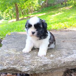 Marlee - Black and white female Shih Tzu puppy in Lebanon, Pennsylvania from Stoney Acre Farms