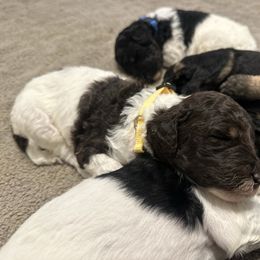Yellow - Parti female Poodle puppy in Ponce De Leon, Florida from Above the Standard Dogs