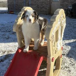 Remy - Blue merle male Australian Shepherd puppy in Louisville, Kentucky from Bluegrass Australian Shepherds