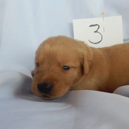 Golden Retriever and Toy Australian Shepherd Puppies from Triple-s-kennel