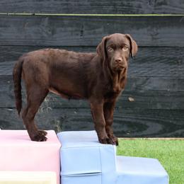 Seabreeze - Chocolate female Labrador Retriever puppy in Morriston, Florida from Penny Lane Labradors