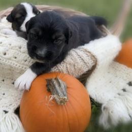 Caucasian Shepherd Dog, Labradoodle, and Saint Bernard Puppies from Blue Line Kennels