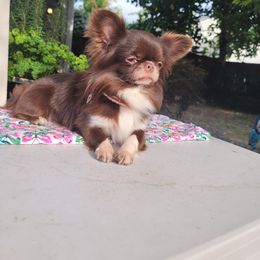 Chihuahua Puppies from Elegant Exotic Chihuahua's