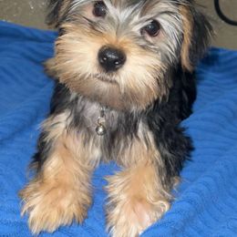 Companion Cross Puppies from Southern Snorkies