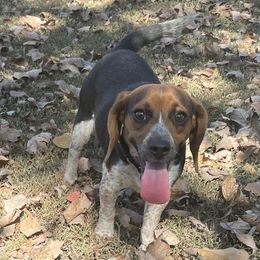 Pepper - Beagle
