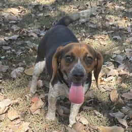 Pepper - Beagle