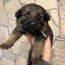 Lotus (lilac) - Sable female German Shepherd puppy in Boerne, Texas from Sudenblick German Shepherds