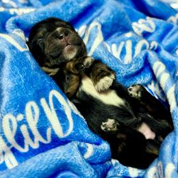 Baby girl 2 - Brindle female Dachshund puppy in El Dorado, Arkansas from LovelylilDoxies