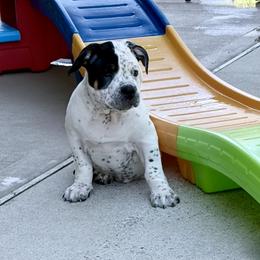 Mia - White female American Bully puppy in Conroe, Texas from Titanium Kilo Kennels Texas