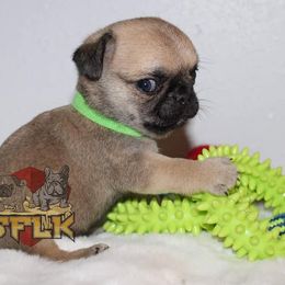 French Bulldogs and Pugs from SFLK