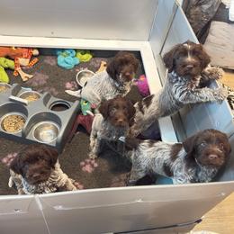Girl 3 - Brown and gray female Wirehaired Pointing Griffon puppy in Fallston, Maryland from Gunpowder Griffons
