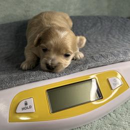 Jenna - Apricot female Maltipoo puppy in Clover, South Carolina from Cudi’s Buddies