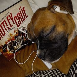 Boxer Puppies from Moody's Boxer's