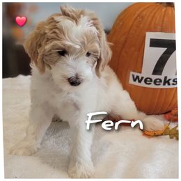 Fern - Parti female Goldendoodle puppy in Fort Worth, Texas from Stacy Warwick