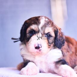Black - Sable male Bernedoodle puppy in Macomb, Oklahoma from Fife and Wife Ranch LLC