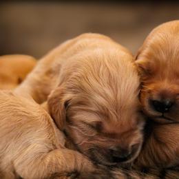 Golden Retriever Puppies from Oak Hill Kennels