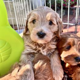 Cupid - Red  male Goldendoodle puppy in Petaluma, California from Josie’s Doodles