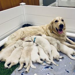 Golden Retriever puppies from Abbie Stecker