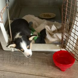 Pembroke Welsh Corgi Puppies from Loves Classic Corgis
