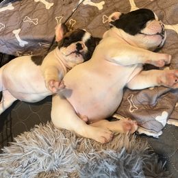 French Bulldog Puppies from Rockstar Kennel