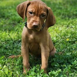 Tairn - Golden rust male Vizsla puppy in Kentucky from Willow Ridge Kennel
