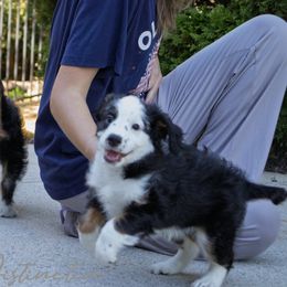 Aussiedoodle puppies from Distinctive Doodle