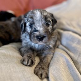 Dragon - Blue merle male Bernedoodle puppy in Springville, Utah from Oodles of Bernedoodles