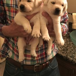 Labrador Retriever Puppies from Flashylabs