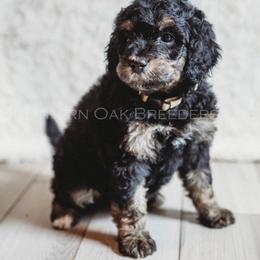 Bernedoodle Puppies from Southern Oak Breeders LLC