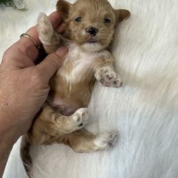Kringle - Red male Havanese puppy in Bowling Green, Kentucky from Denise Clark
