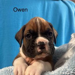 Owen - Fawn male Boxer puppy in Elyria, Ohio from Just-A-Wyn Boxers