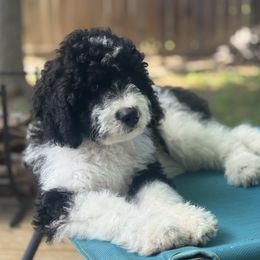 Bernedoodle Puppies from BellaDoodles