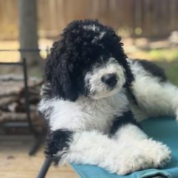 Bernedoodle Puppies from BellaDoodles