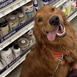 Chevy - Golden Retriever