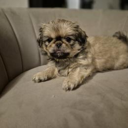 Pekingese Puppies from Megan Day