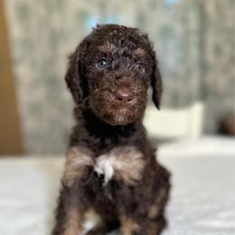 Waffles - Phantom male Goldendoodle puppy in Osage City, Kansas from Golden Ridge Goldens