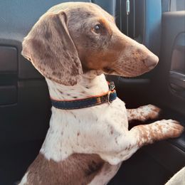 Cooper - Dachshund