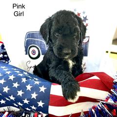 Girl 8 - Double Doodle puppy in El Cajon, California from Calibear Doodles