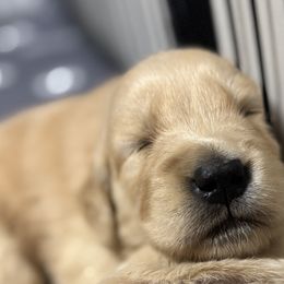 Golden Retrievers from Alcove kennels