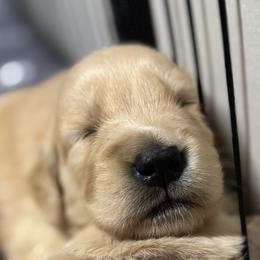 Golden Retrievers from Alcove kennels