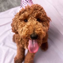 Goldendoodle, Poodle, and Sheepadoodle All Grown Up from Brewer's Goldendoodles & Sheepadoodles