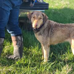 Sora - Chesapeake Bay Retriever