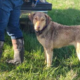 Sora - Chesapeake Bay Retriever