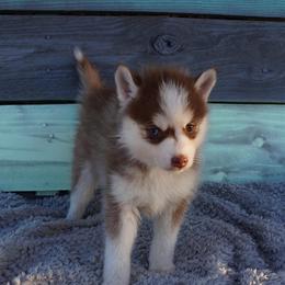 Sticks - Red and white female Pomsky puppy in Krum, Texas from Paw-Some Pomskies